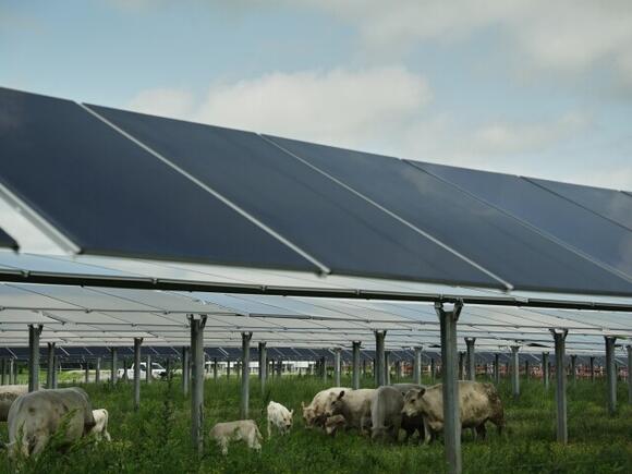 Solar ranch in Tenn. aims to prove cattle grazing under panels is a win ...