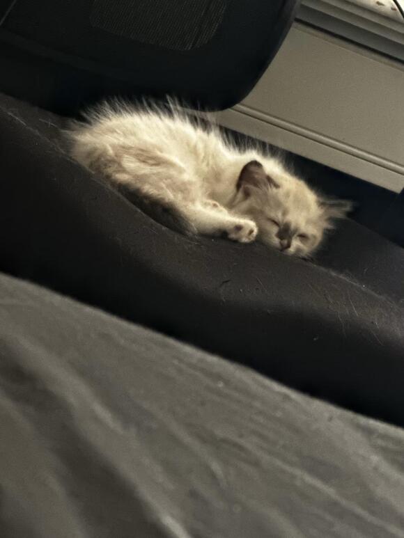 🐱 Playful Ragdoll & Siamese Kittens Ready for Adoption in Hesperia ...