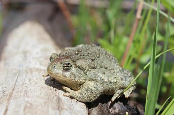 What Do You Call a Group of Lizards? The Answer Describes Their ...
