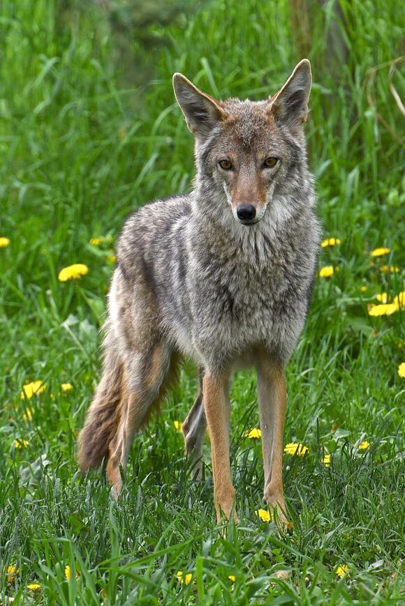 Aggressive Coyote Shot Near University In Irvington, Escapes Into Woods ...