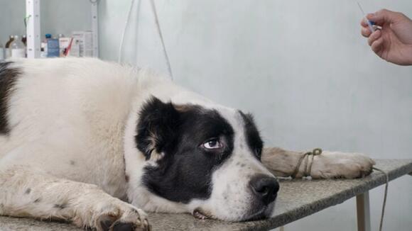 View of How to Look for Symptoms of Stomach Ache in Dogs - NewsBreak