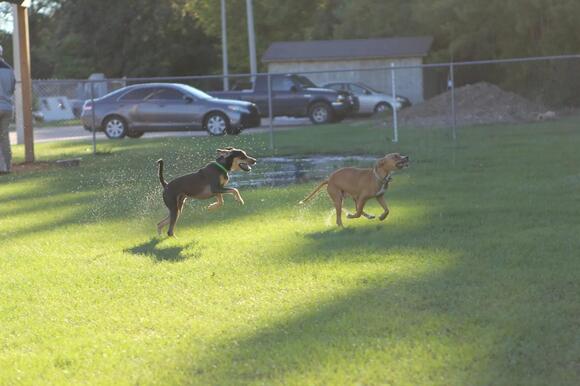 23 Animals That Eat Squirrels: From Backyard Hawks to Bobcats and ...