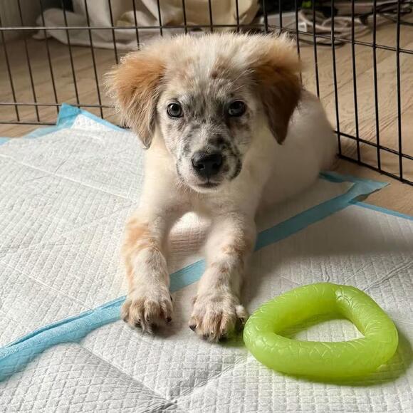 🐶 Playful Syracuse Pups Ready to Join Loving Local Homes - NewsBreak