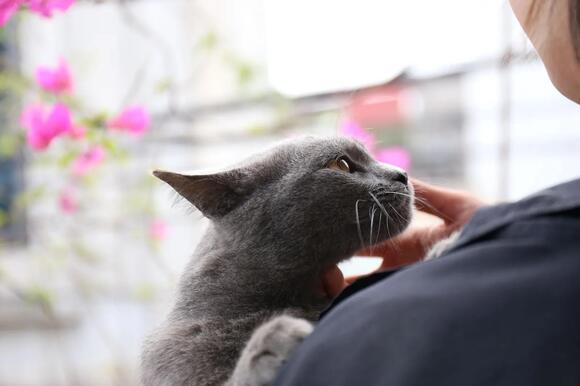 Animal Behaviorists Say When Your Cat Suddenly Begins Rubbing Against ...