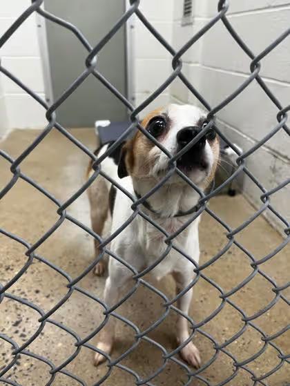 🐶 Playful, Gentle & Big-Hearted Dogs Ready for Adoption in Bensalem ...