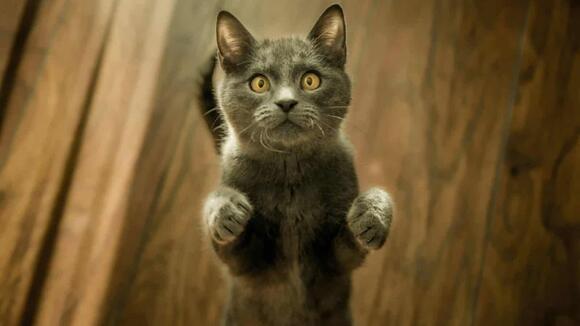 Could Your Cat Be Left-Pawed or Right-Pawed? - NewsBreak