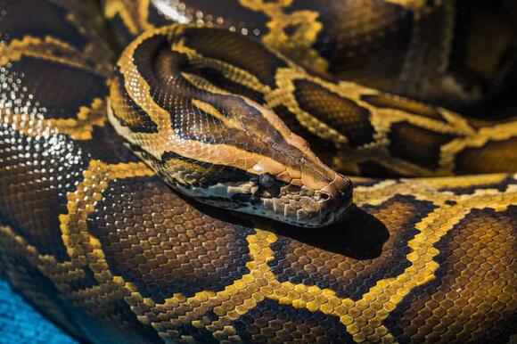 Why Florida Is a Hotspot for Invasive Reptiles - NewsBreak
