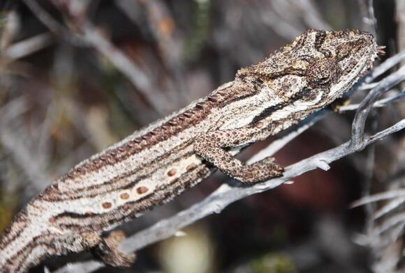 Types of Lizards in Maui: Geckos, Skinks, Anoles, and Chameleons ...