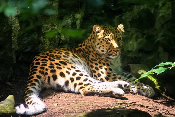 A Leopard With Golden Fur Was Seen for the First Time in a Century ...