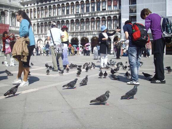Why Feeding the Pigeons in Venice's St. Mark's Square Is Banned (Since ...