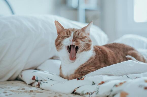View of How to Help Your Cat Overcome Separation Anxiety - NewsBreak