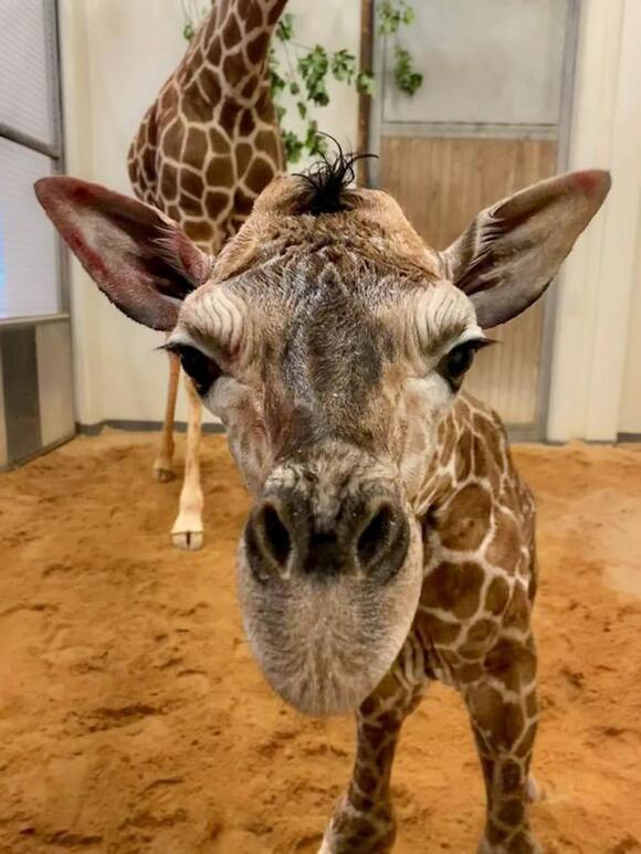 It’s a boy North Carolina Zoo giraffe calf