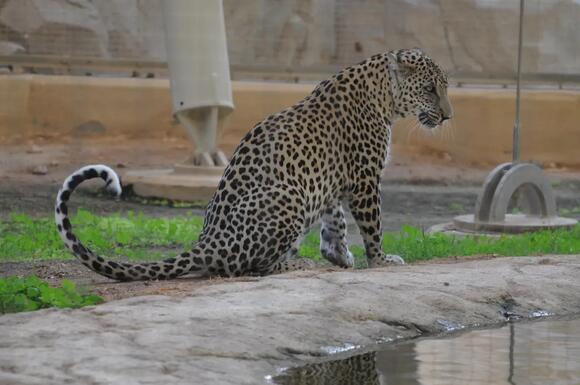 15 Fascinating Facts About Endangered Wild Cats You Need To Know ...