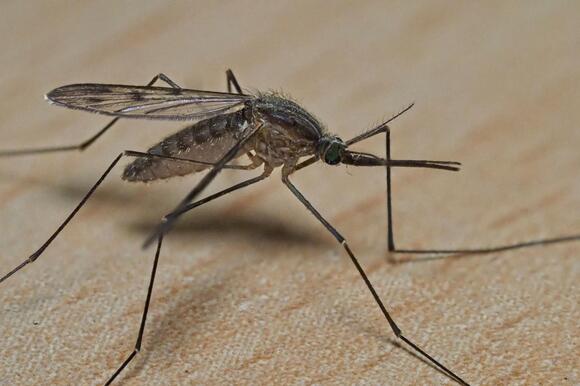 10 Biting Insects in Connecticut: Symptoms, Identification, and ...