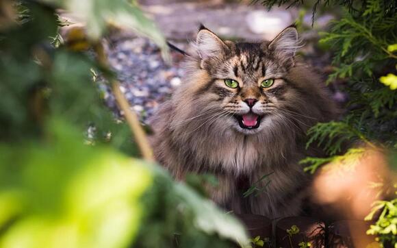 6 Award-Winning Cat Short Films You Can Stream Now - NewsBreak