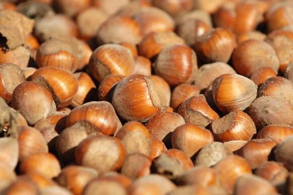 Another record Oregon hazelnut crop expected - NewsBreak