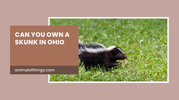Can You Own a Pet Skunk in Ohio? What the Law Actually Requires - NewsBreak
