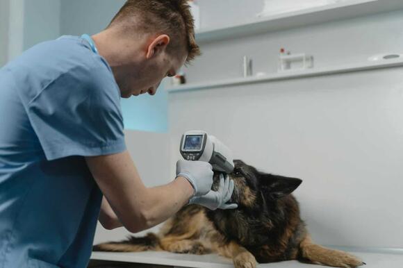 13 Organizations Fighting to End Animal Testing - NewsBreak