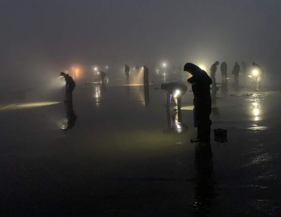 Fall razor clam season postponed for WA coastal beaches. Here's what we ...