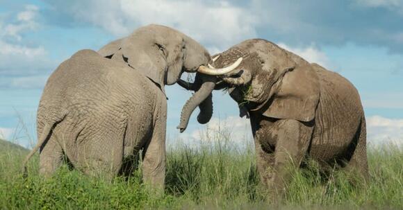 Do Elephants Have Teeth? Their Dentition and Tusks Explained - NewsBreak