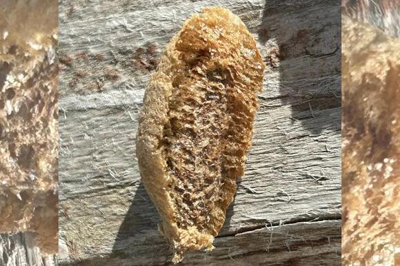What Lurks in Your Montana Garden? The Rise of Praying Mantises - NewsBreak