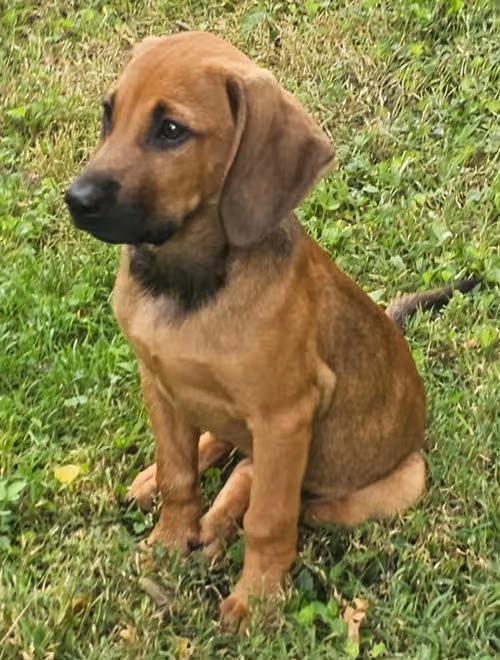 🐶 Playful Lab & Shepherd Mix Dogs Ready for Adoption in Richmond ...