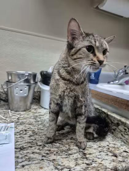 🐱 Friendly Cats Waiting for Adoption in Clinton, Iowa - NewsBreak