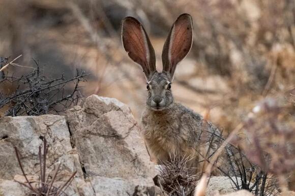 What Do You Call a Group of Rabbits? The Answer Is Impossibly Soft ...