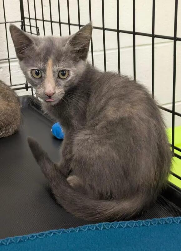 🐱 Sweet Florence Cats Ready for Adoption at Local Shelter - NewsBreak