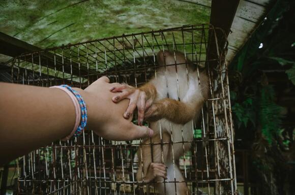 Selling Live Animals Online in Maine: The Licenses and Disclosures the ...