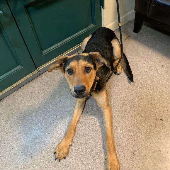 🐶 Gentle, Smart & Loyal Dogs Ready for Adoption in Pasadena - NewsBreak