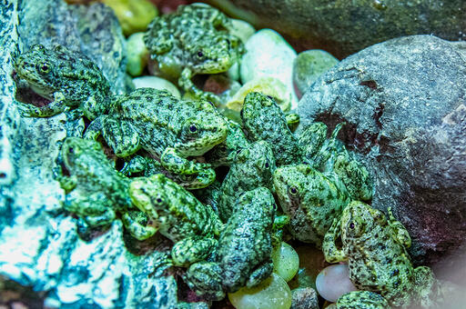 A California frog is on the brink of extinction. Long Beach's aquarium ...