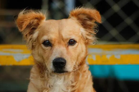 Animal Research Shows Dogs Look at the Right Side of Human Faces First ...