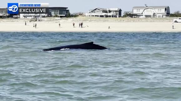 Young humpback whale rescued after becoming entangled - NewsBreak
