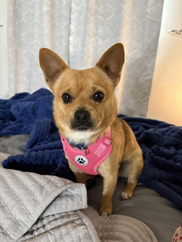 🐶 Playful, Gentle & Loyal Dogs Ready for Adoption in Walla Walla ...