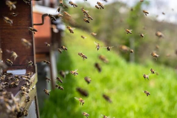 Why Honey Never Actually Expires, No Matter How Old It Gets - NewsBreak