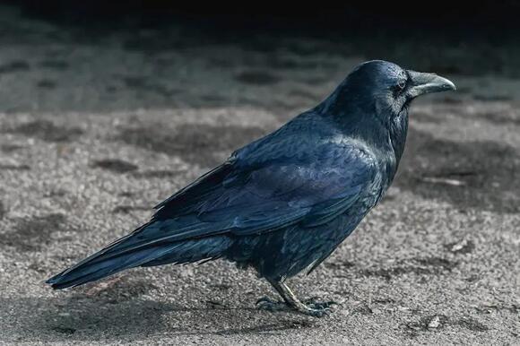 Why Do Ravens Gather Around Dead Animals? A Strange Behavior Scientists ...