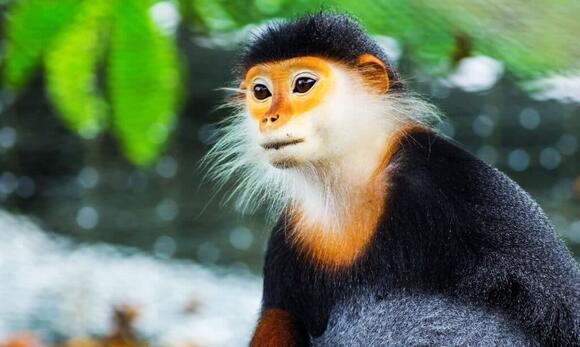 9 Most Beautiful Monkeys and Where You Can Catch a Glimpse of Them ...