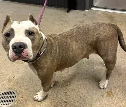 🐶 Playful, Loyal Dogs Ready for Adoption Around Cleveland - NewsBreak