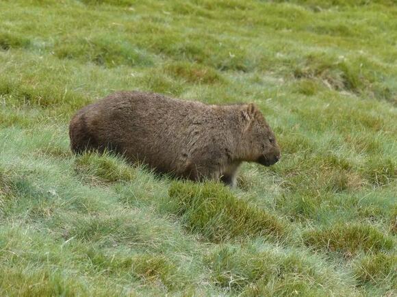 What Do You Call a Group of Wombats? The Answer Is Surprisingly Wise ...