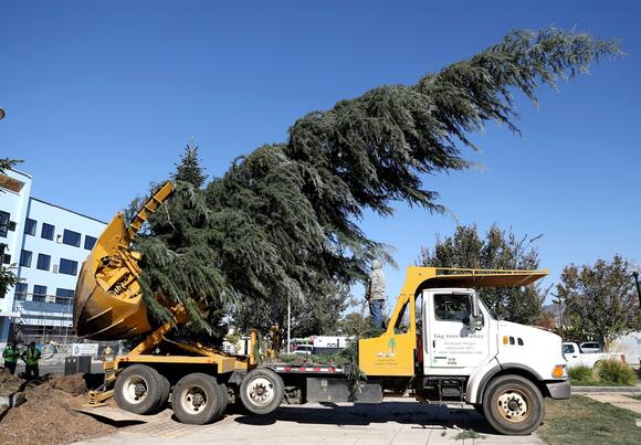 📅 New 35-foot cedar tree ready for Winter Lights Festival - NewsBreak