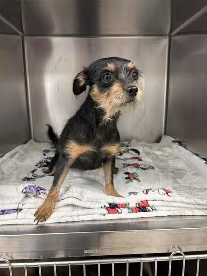 🐶 Playful, Gentle & Loyal Dogs Ready for Adoption in Hutchinson - NewsBreak