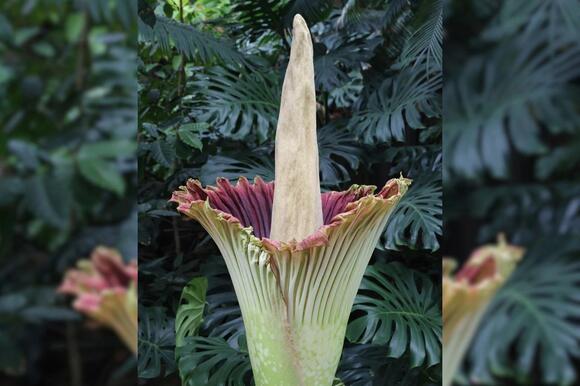 The Corpse Flower, the Rotten Flesh Scented Plant, Makes Surprise ...