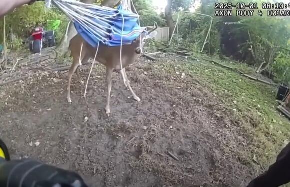 Michigan: Deer Gets Tangled Up In A Hammock - NewsBreak
