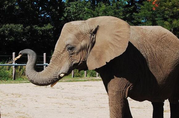 15 Animals That Love Eating Bananas - NewsBreak