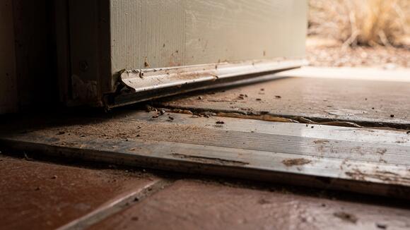 Murrieta pest control: what ant and roach reviews tell me - NewsBreak