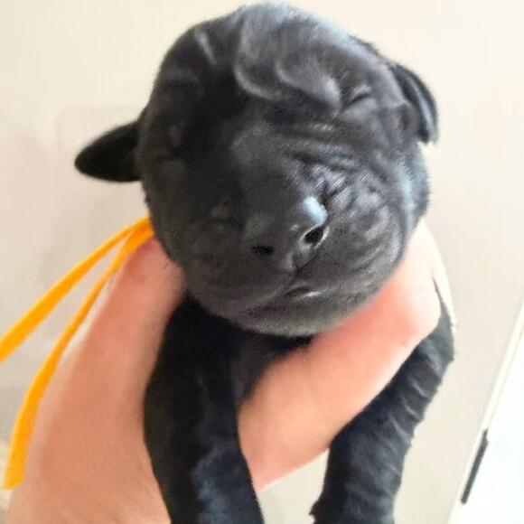 🐶 Playful Lab Puppies Ready for Adoption in Raleigh, NC - NewsBreak