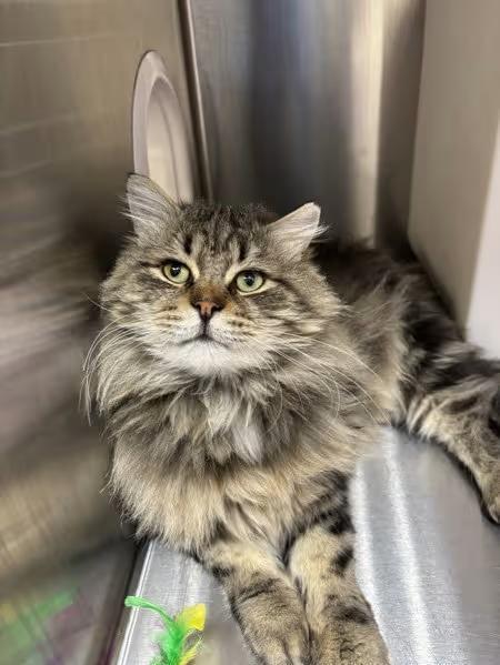 🐱 Playful, Gentle & Regal Cats Ready for Adoption in Sherwood - NewsBreak
