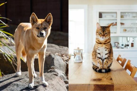 Dingoes vs Feral Cats Australias Predator War and Its Impact on Native ...