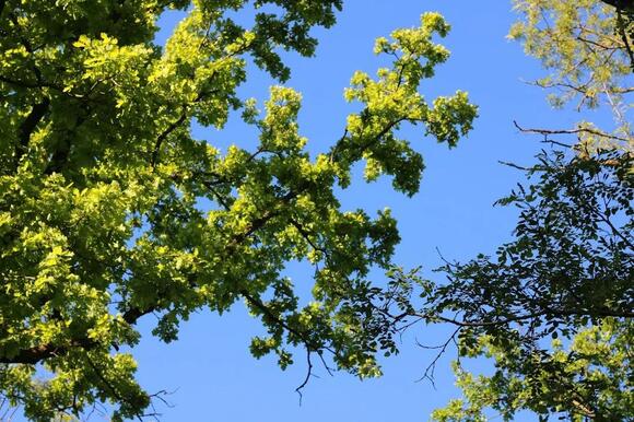 8 U.S. States Where Emerald Ash Borers Have Left Thousands of Dead or ...